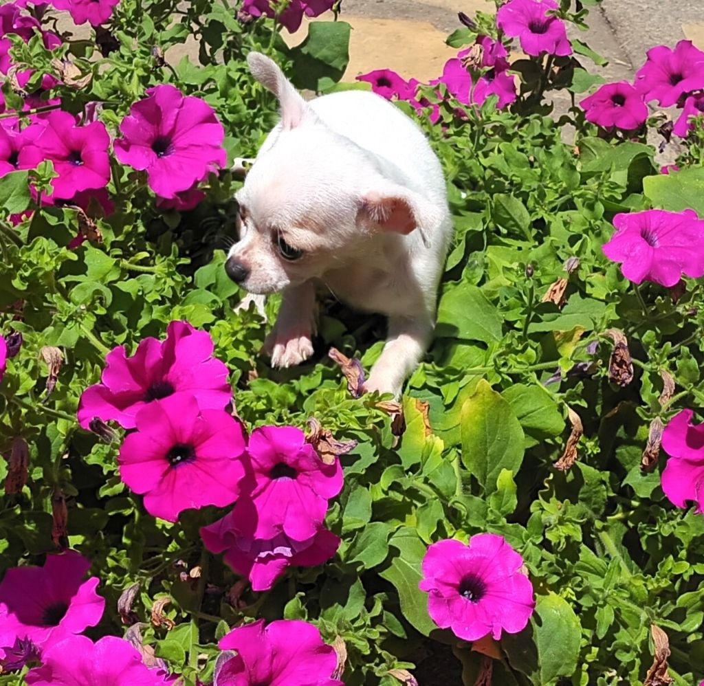 du Paradis des Diablotins - Chiots disponibles - Chihuahua